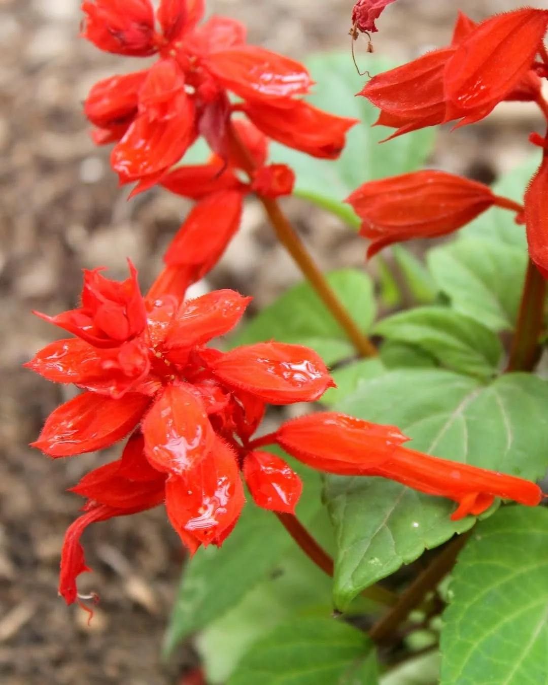 5 Plantas para varandas pequenas que resistem ao sol e ao vento