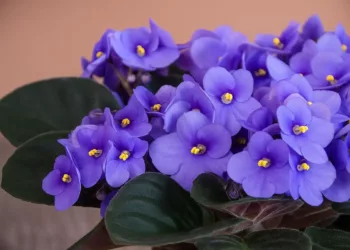 Cuidados com violetas no inverno: como estimular a floração mesmo nos dias frios