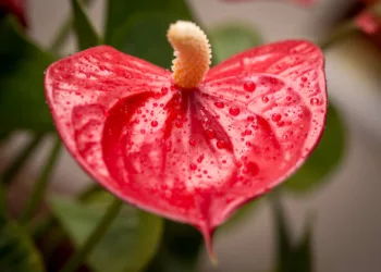Como cuidar de antúrio no vaso e manter flores o ano todo