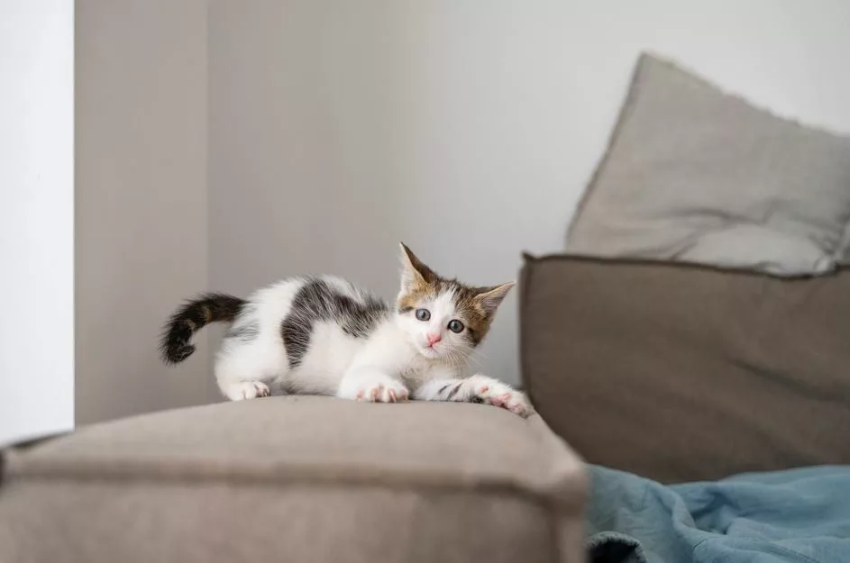 Arquitetura pet friendly: a casa pensada para moradores e seus pets
