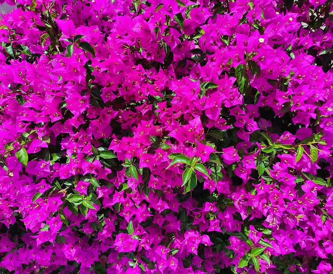 Como fazer muda de bouganvillea da maneira certa e estimular o enraizamento