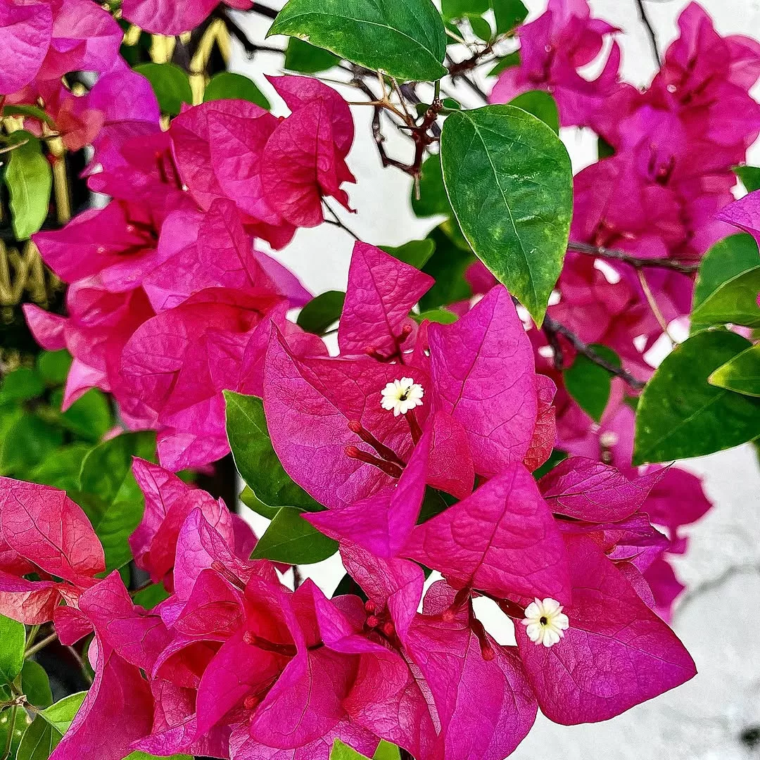 Como fazer muda de bouganvillea da maneira certa e estimular o enraizamento
