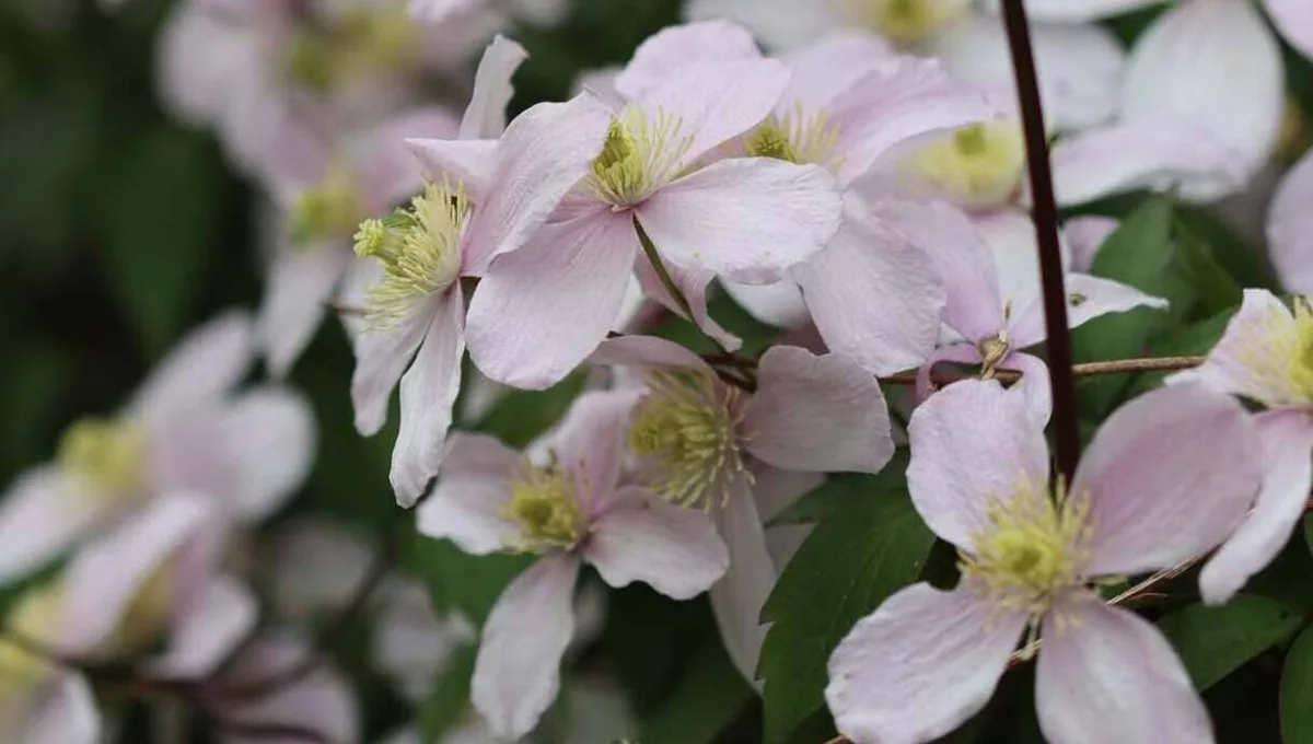 Clematis