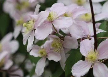 Clematis