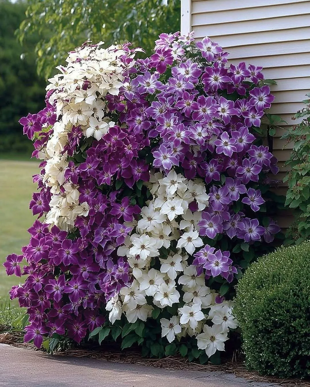 Clematis: descubra como cultivar a “rainha das trepadeiras” e transformar seu jardim com flores deslumbrantes