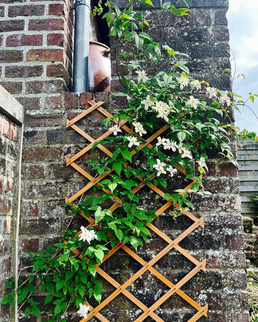 Clematis: descubra como cultivar a “rainha das trepadeiras” e transformar seu jardim com flores deslumbrantes