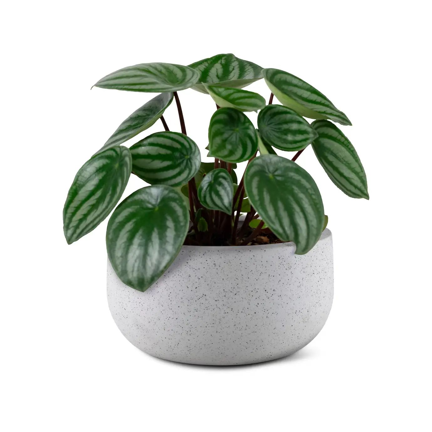 Essa mini planta cabe em qualquer lugar — e deixa sua casa mais charmosa