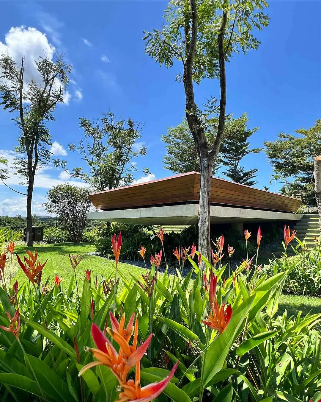 Helicônia-papagaio: como cultivar a flor tropical que transforma o paisagismo o ano inteiro
