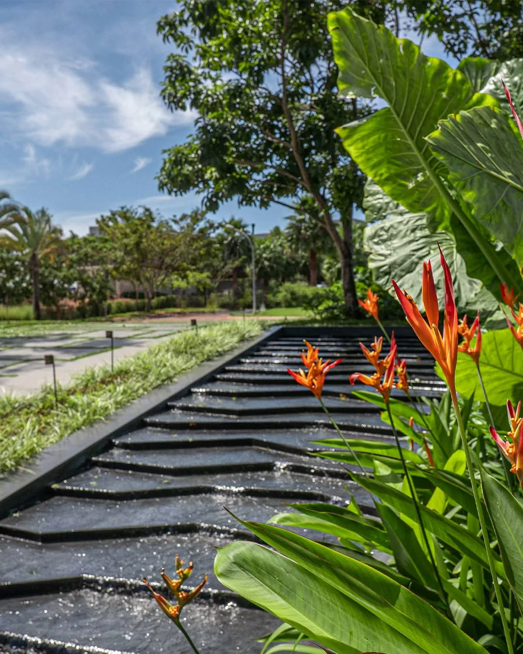 Helicônia-papagaio: como cultivar a flor tropical que transforma o paisagismo o ano inteiro