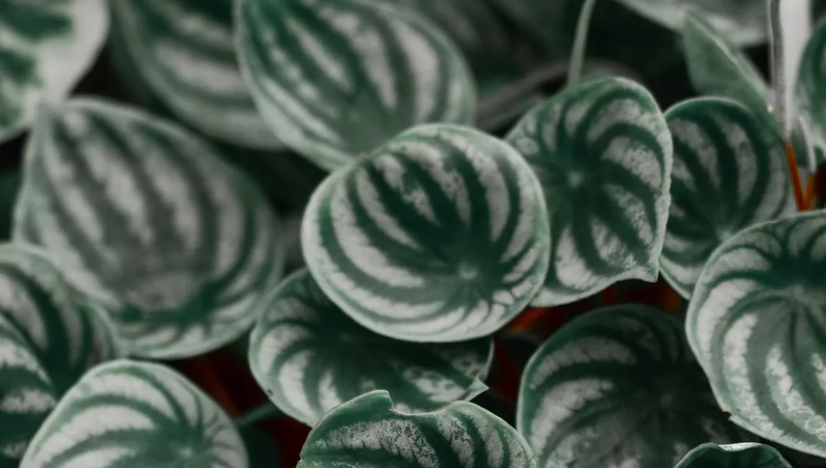 Essa mini planta cabe em qualquer lugar — e deixa sua casa mais charmosa