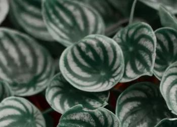 Essa mini planta cabe em qualquer lugar — e deixa sua casa mais charmosa