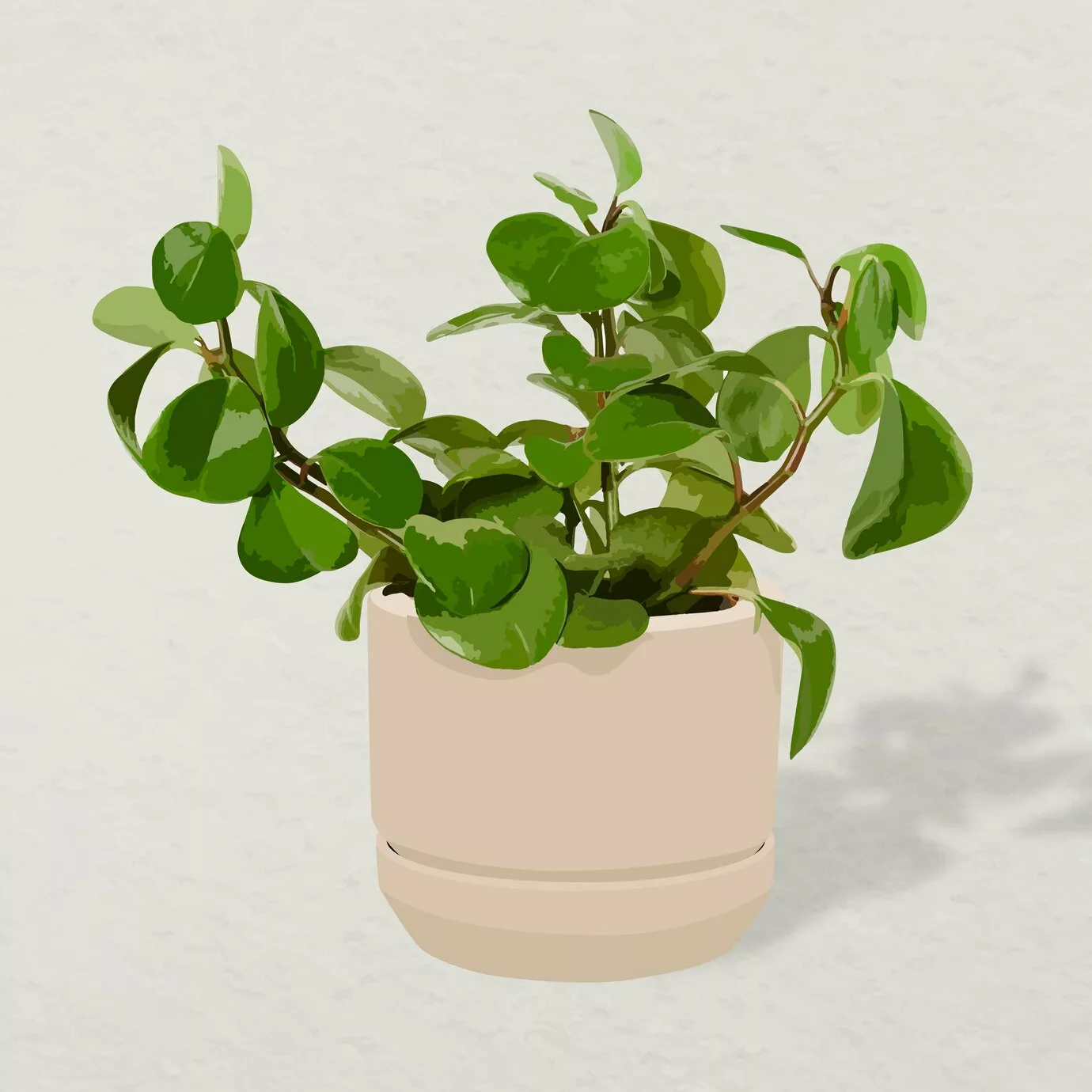 Essa mini planta cabe em qualquer lugar — e deixa sua casa mais charmosa