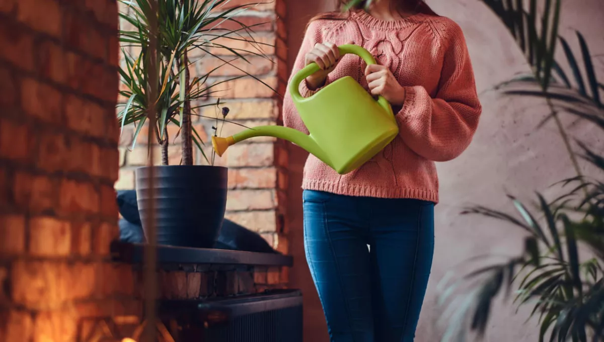Você está regando as plantas do jeito errado? Veja como evitar o apodrecimento