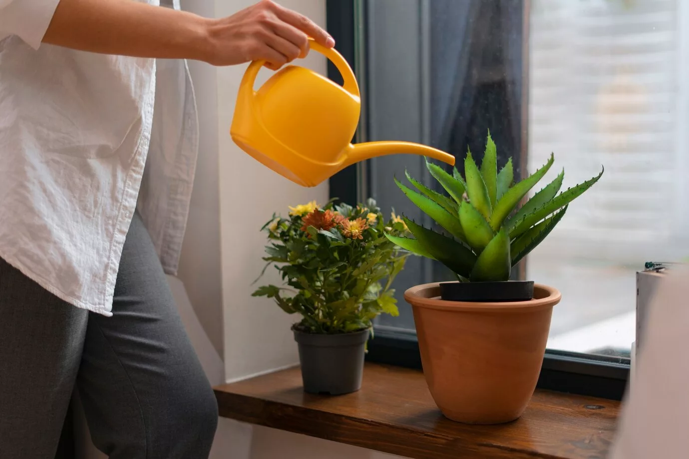 Você está regando as plantas do jeito errado? Veja como evitar o apodrecimento