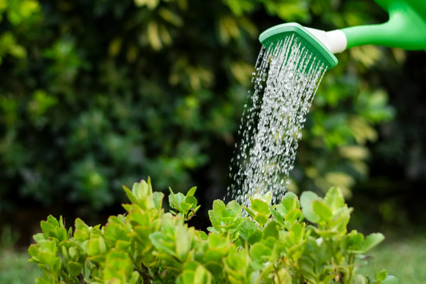 Você está regando as plantas do jeito errado? Veja como evitar o apodrecimento