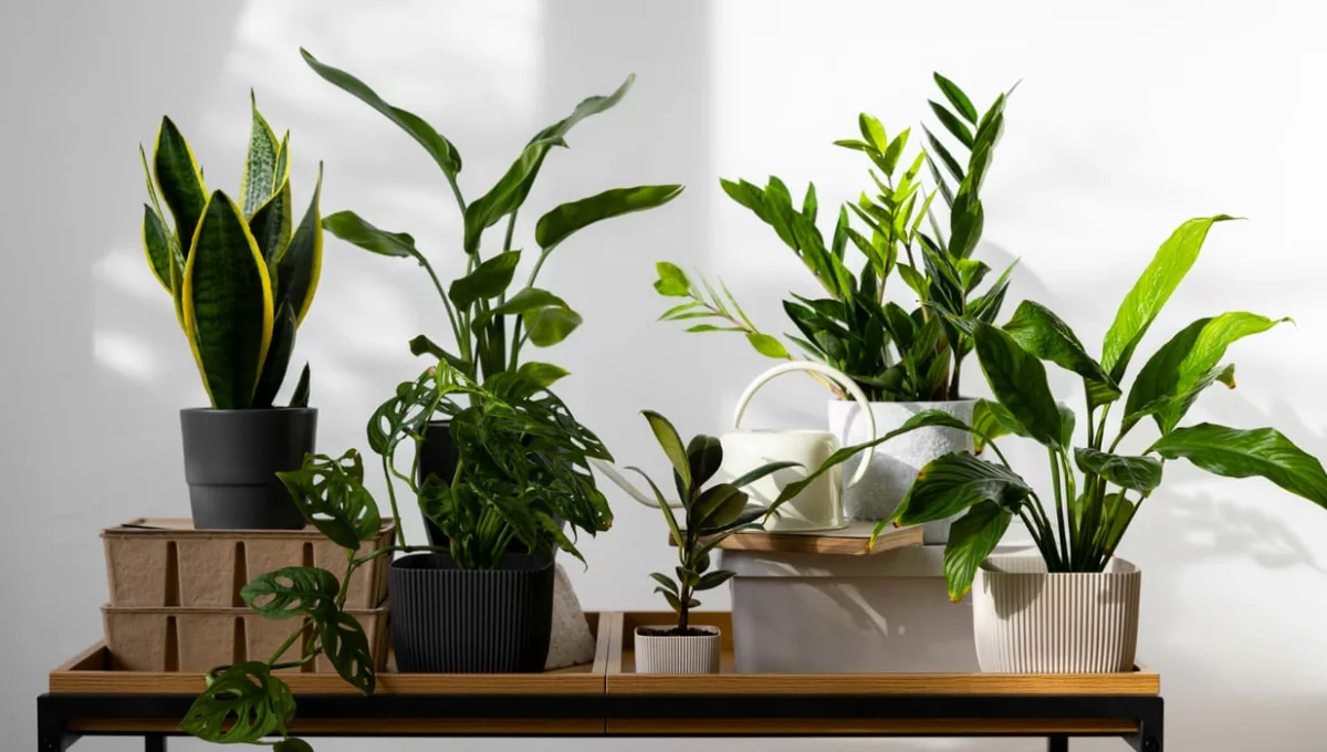 Quer uma casa mais saudável? Conheça 6 plantas de interior que purificam o ar
