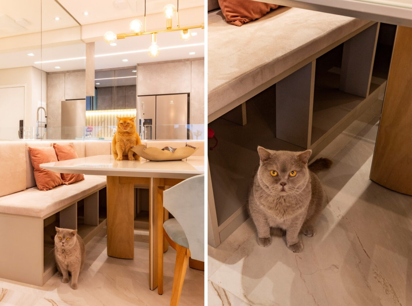 Dia Mundial dos Animais inspira tutores a olharem suas casas