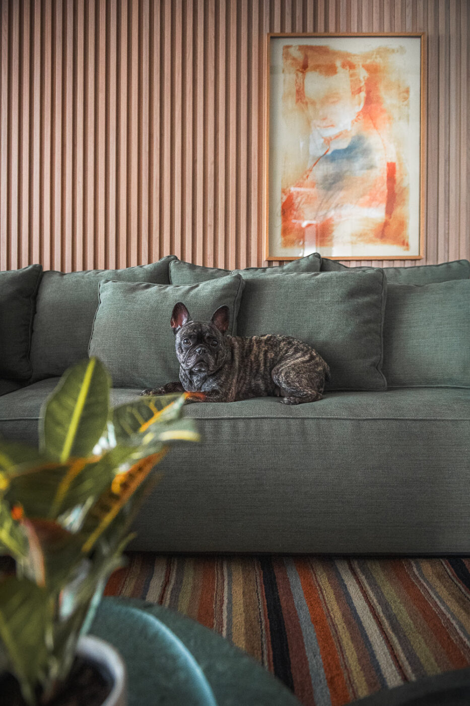 Dia Mundial dos Animais inspira tutores a olharem suas casas