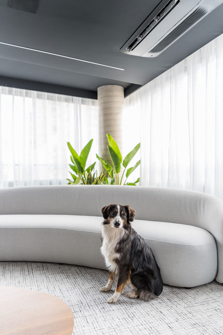 Dia Mundial dos Animais inspira tutores a olharem suas casas