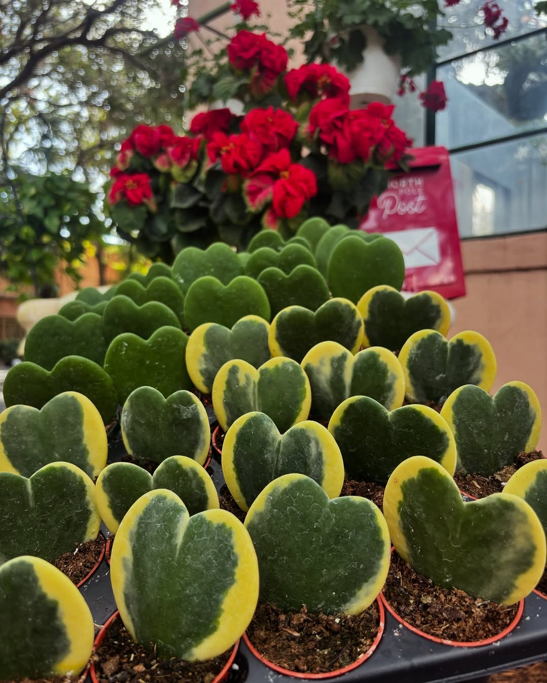 Hoya kerrii: a suculenta em forma de coração que conquista pelo charme