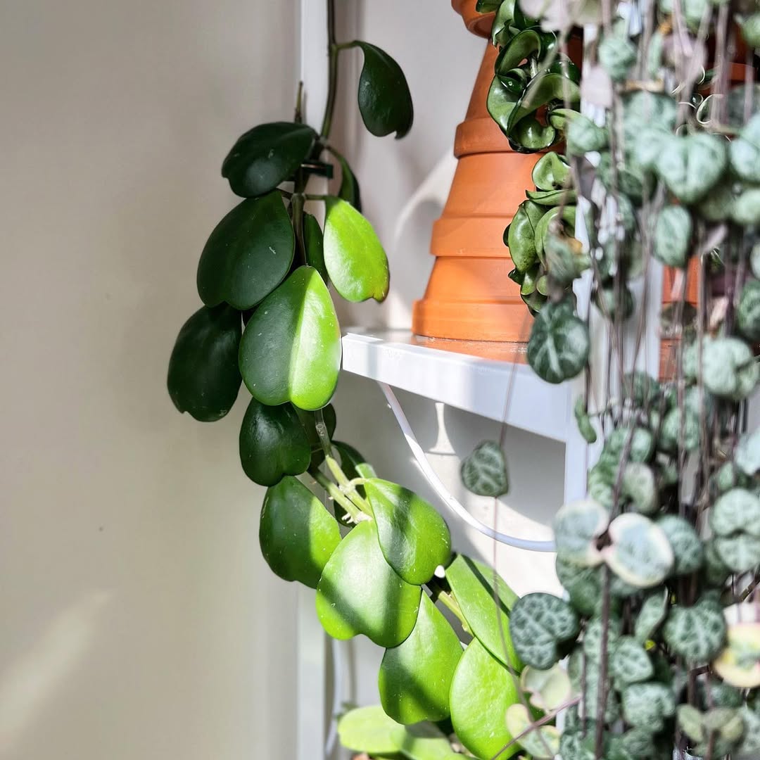 Hoya kerrii: a suculenta em forma de coração que conquista pelo charme