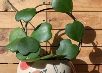 Hoya kerrii: a suculenta em forma de coração que conquista pelo charme