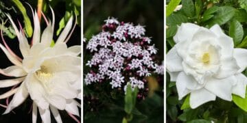Plantas noturnas ganham espaço na decoração de quartos: veja 5 espécies que perfumam o ambiente à noite e ajudam no sono
