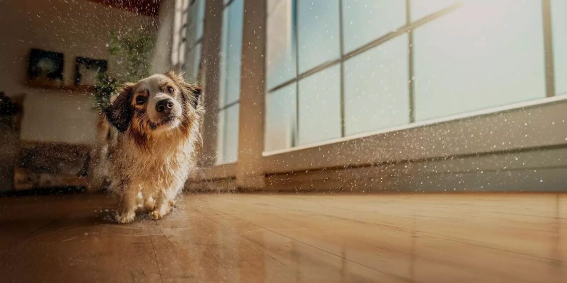 Reprodução/Eucatex