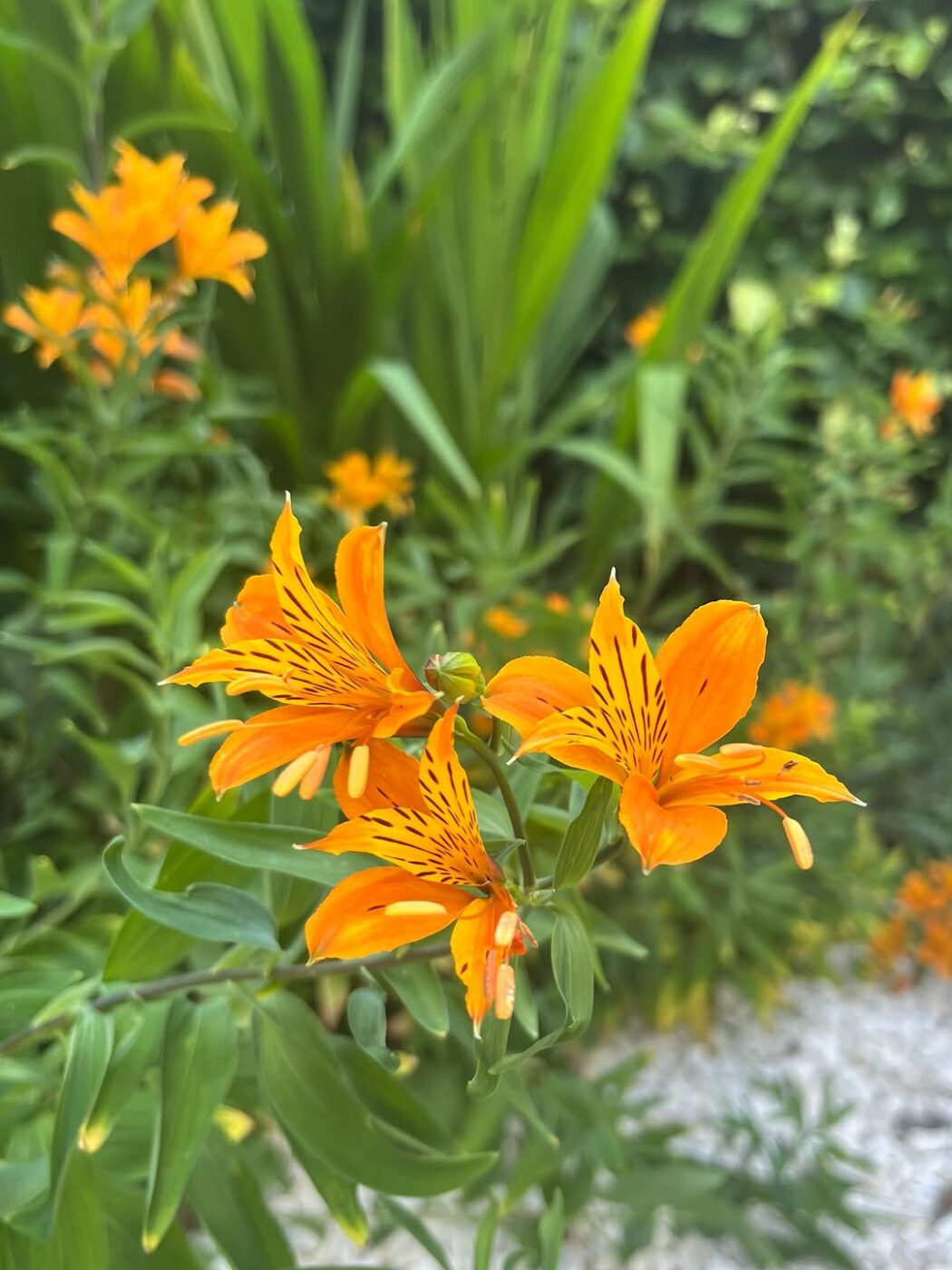 Flores de outubro: conheça as espécies que colorem a primavera com significado e beleza