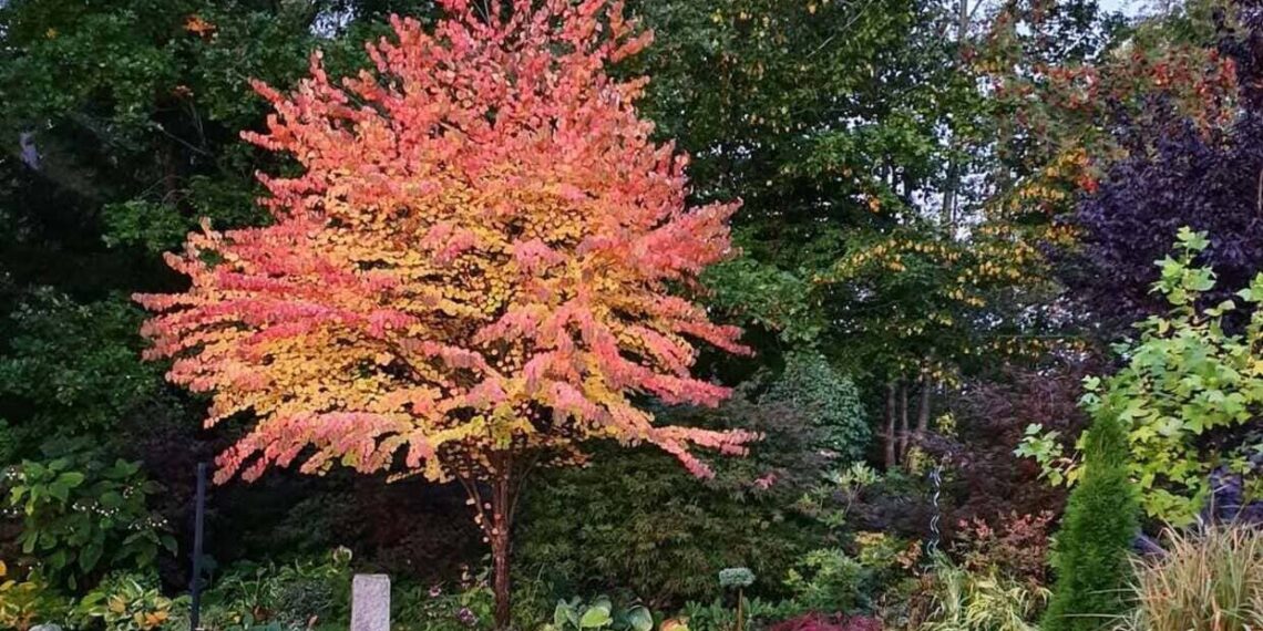 Cercidiphyllum japonicum: a árvore que perfuma o jardim com aroma de caramelo