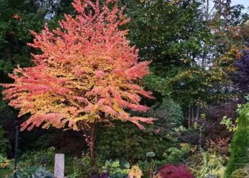 Cercidiphyllum japonicum: a árvore que perfuma o jardim com aroma de caramelo