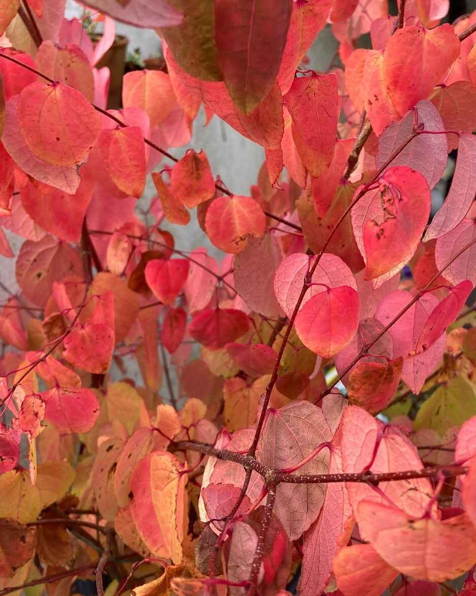 Cercidiphyllum japonicum: a árvore que perfuma o jardim com aroma de caramelo