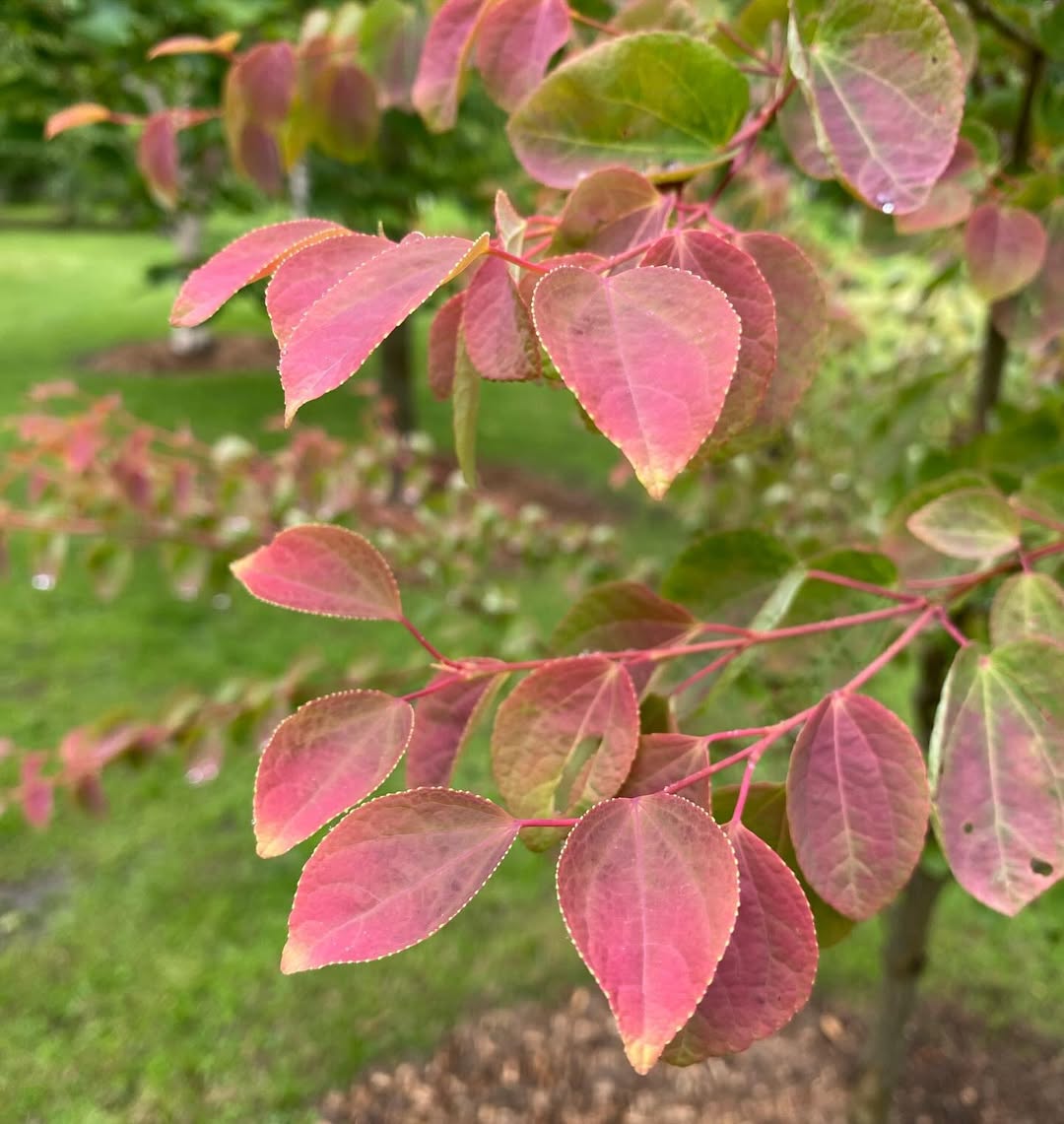 Cercidiphyllum japonicum: a árvore que perfuma o jardim com aroma de caramelo