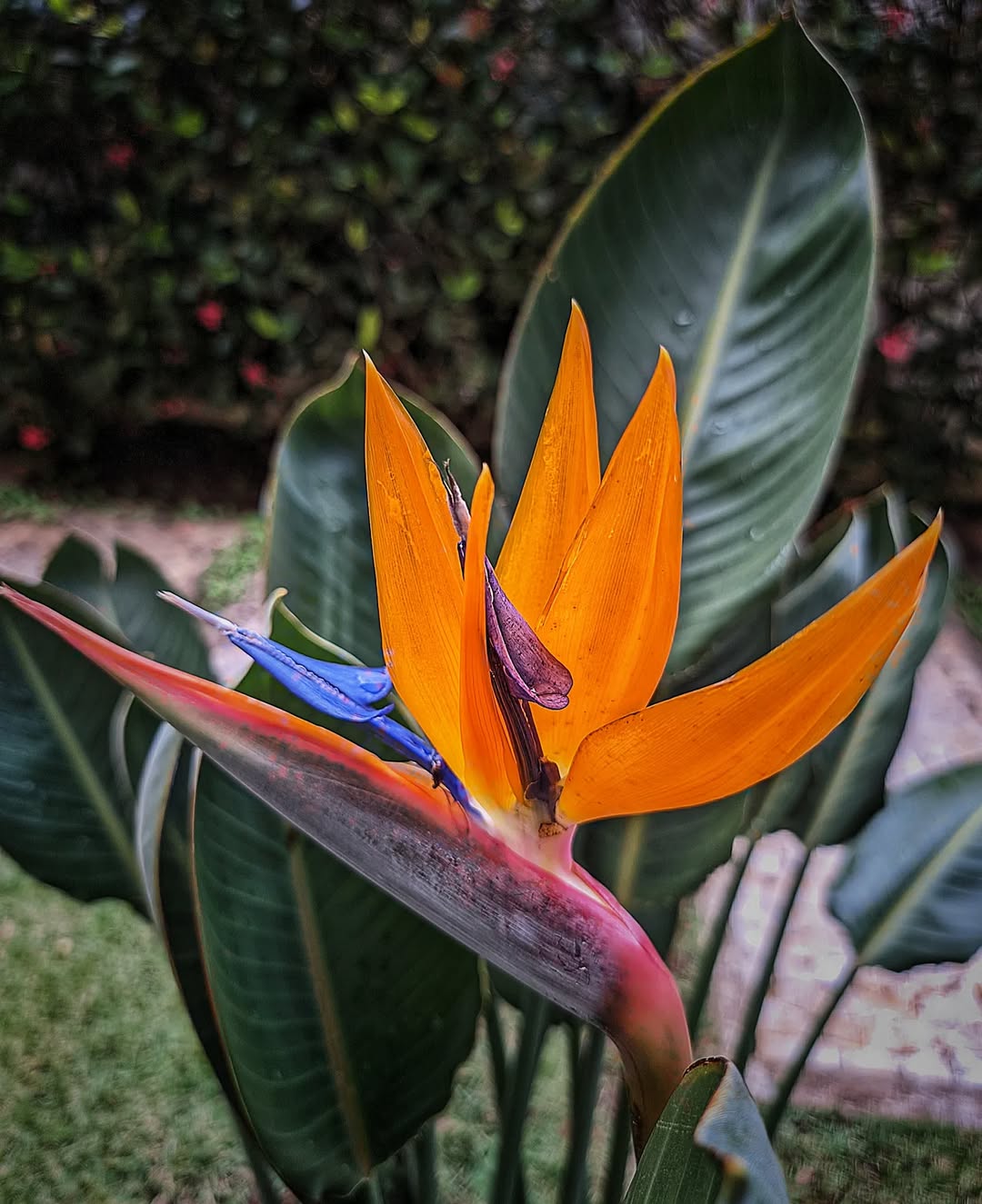 Flores laranjas com perfume delicado: toque de cor e leveza na decoração natural da casa