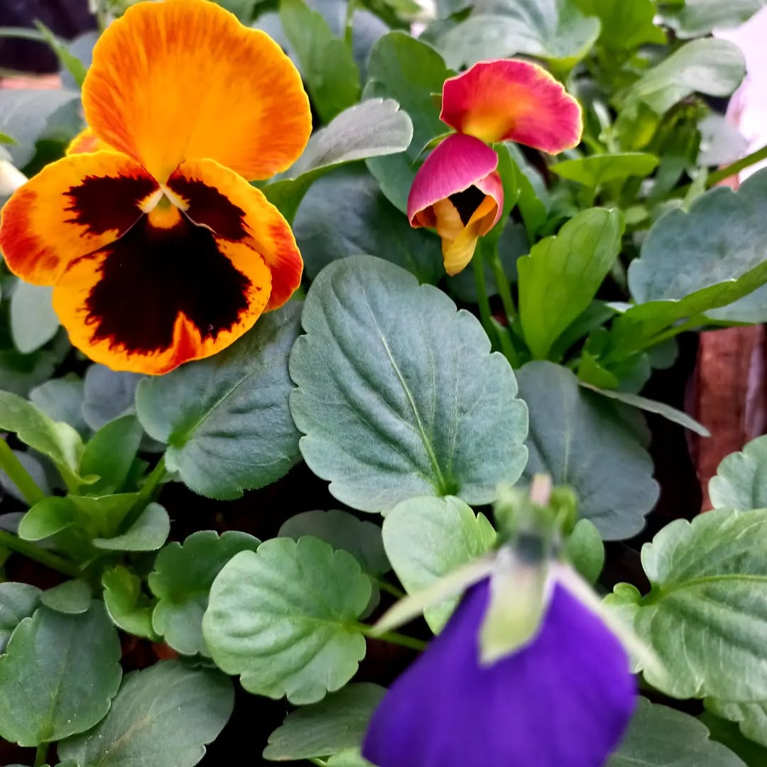Flores laranjas com perfume delicado: toque de cor e leveza na decoração natural da casa
