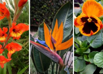 Flores laranjas com perfume delicado: toque de cor e leveza na decoração natural da casa