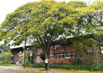 Bianca Bonami Rosa e uma das Sibipirunas (Cenostigma pluviosum) do Campus Santa Mônica (Foto: Milton Santos)