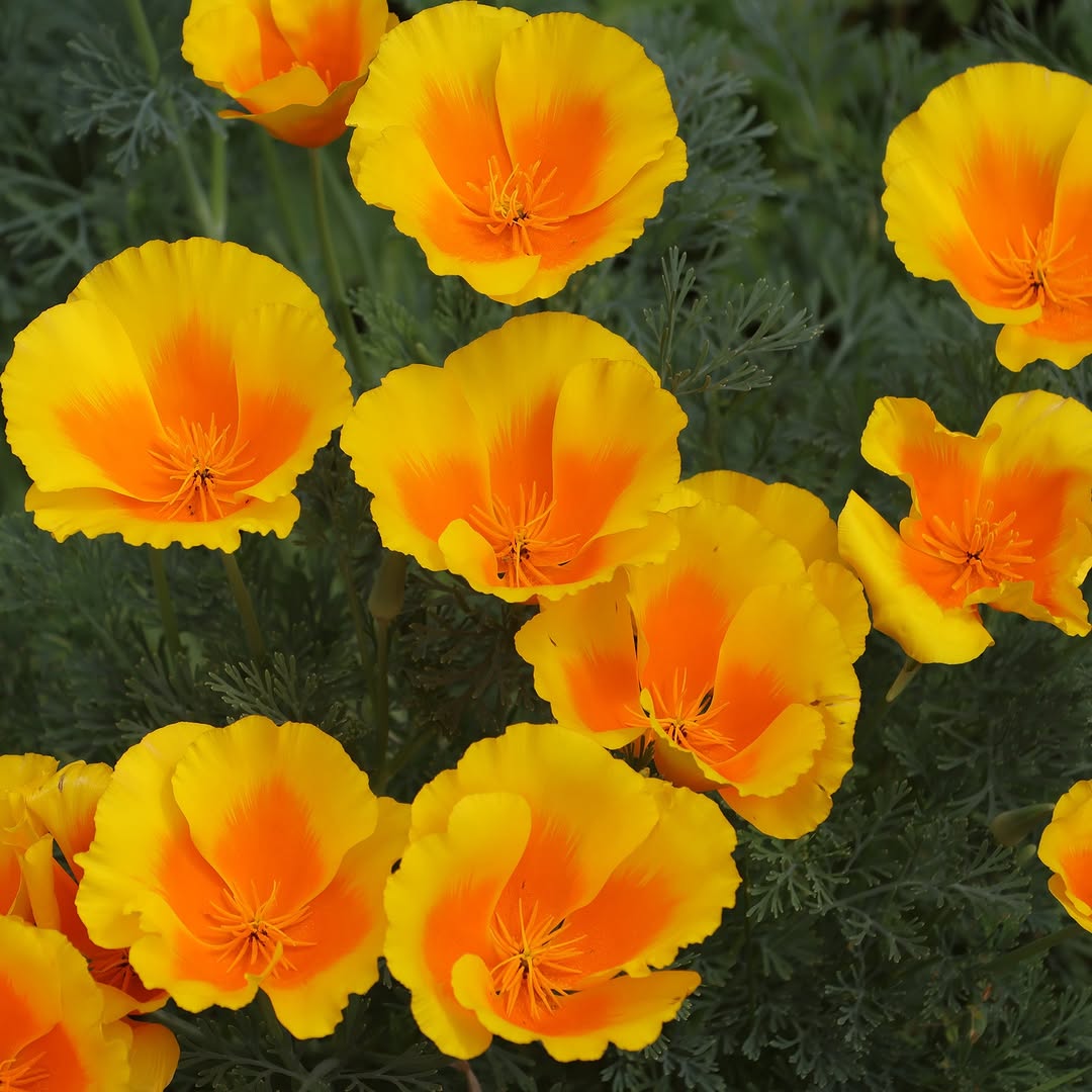 Flores laranjas com perfume delicado: toque de cor e leveza na decoração natural da casa