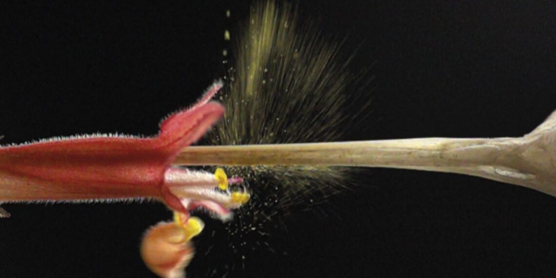 Mecanismo de catapulta cria efeito explosivo em flor de Hypenia macrantha
Bruce Anderson / Universidade de Stellenbosch e Vinícius Brito / UFU