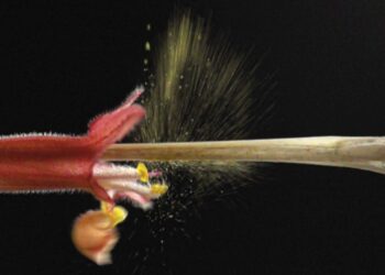 Mecanismo de catapulta cria efeito explosivo em flor de Hypenia macrantha
Bruce Anderson / Universidade de Stellenbosch e Vinícius Brito / UFU