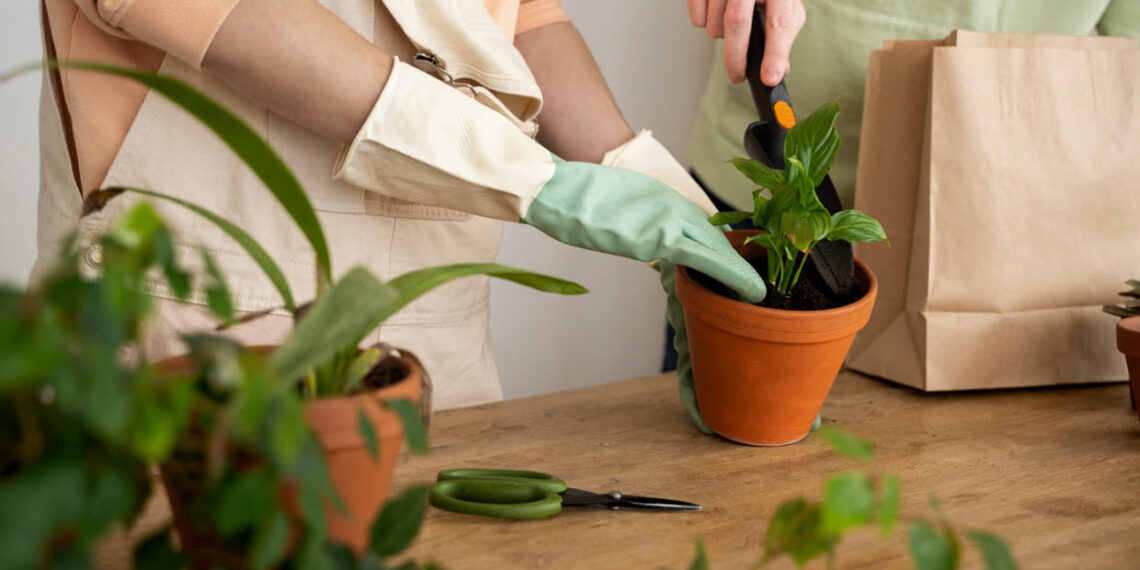 Plantas que diminuem o calor e deixam sua casa mais fresca sem ar-condicionado