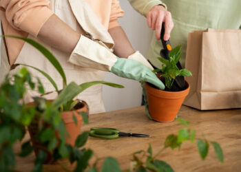 Plantas que diminuem o calor e deixam sua casa mais fresca sem ar-condicionado
