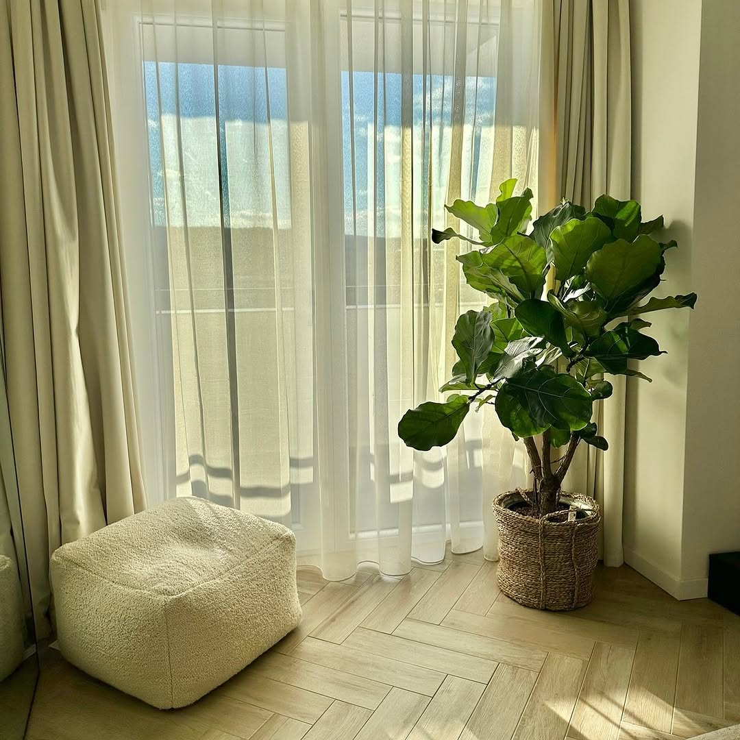 Ficus lyrata na decoração: a planta queridinha do design que transforma qualquer ambiente