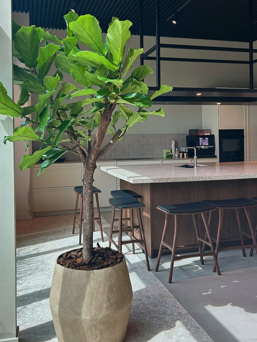Ficus lyrata na decoração: a planta queridinha do design que transforma qualquer ambiente