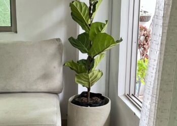 Ficus lyrata na decoração: a planta queridinha do design que transforma qualquer ambiente