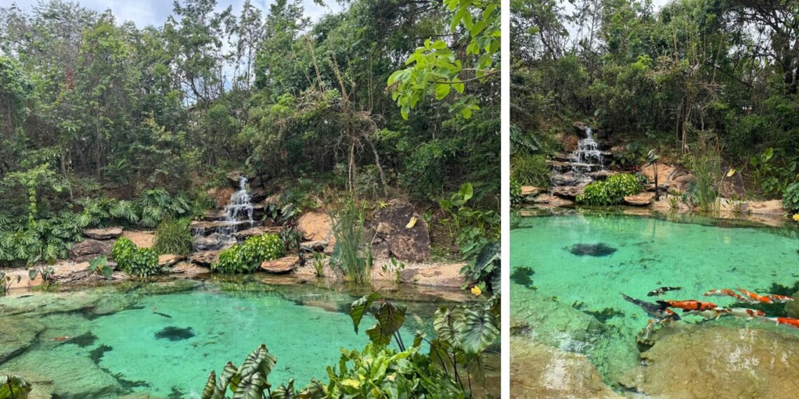 O lago ganha ainda mais vida com uma bela cascata e a presença de diversas espécies de peixes, entre elas as carpas. | Projeto de paisagismo: Depieri Paisagismo | Execução do Lago: Bicalho Lagos Naturais | Fotos: Divulgação