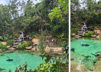 O lago ganha ainda mais vida com uma bela cascata e a presença de diversas espécies de peixes, entre elas as carpas. | Projeto de paisagismo: Depieri Paisagismo | Execução do Lago: Bicalho Lagos Naturais | Fotos: Divulgação