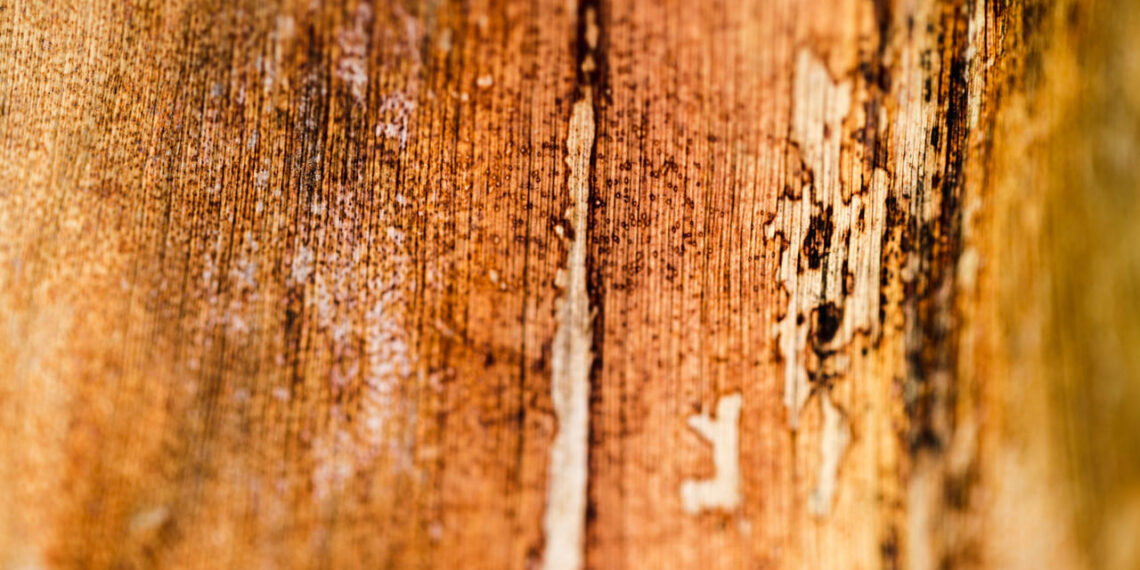 Cupins no verão: como evitar que eles ataquem sua casa antes do calor chegar