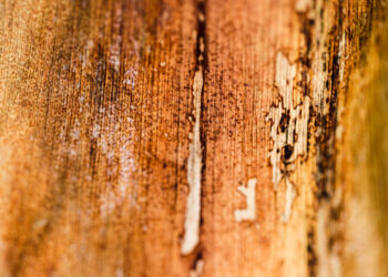 Cupins no verão: como evitar que eles ataquem sua casa antes do calor chegar