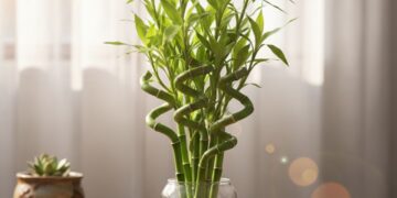Bambu da sorte: como manter a planta sempre verde e cheia de boas energias